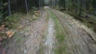 Del 3 Kolsvaskogar