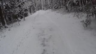 tur i skogen