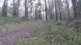 Kolmårdsbus i vårsolen!