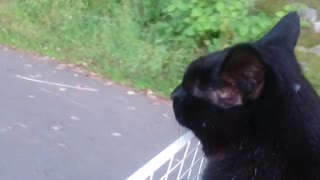 Katt i cykelkorg