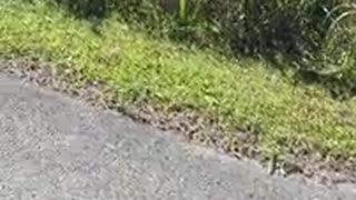 Gator