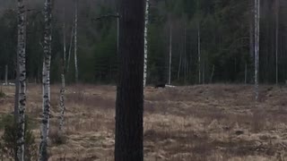 Älg