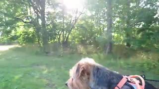 Sista cyklingen med hunden