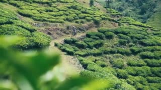 Single Track Kerala – Sydindien Curry Trail