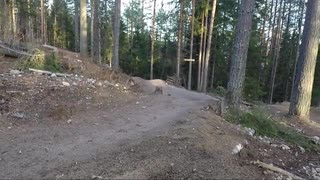 Hunden Elton i Järvsö.