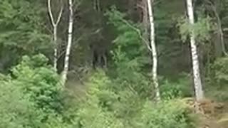 Älg under mtb-runda