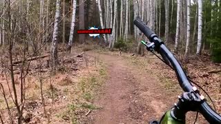 Skymningsdjur