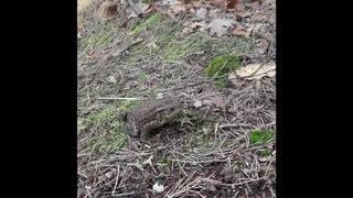 Hisingsparken enduro
