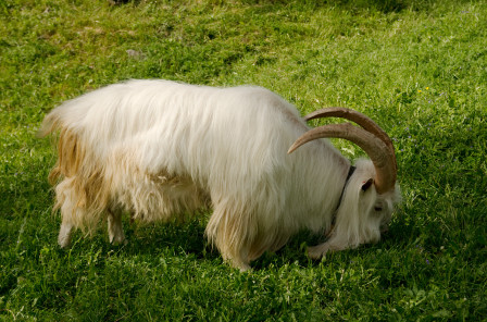 På friluftsmuseet Maihaugen i Lillehammer kan man titta på getter, om man nu tröttnar på cyklingen det vill säga. Foto: Bengt Luthman
