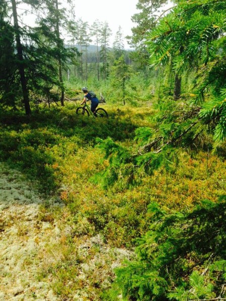 Vackra gröna skogar i Grycksbo!
