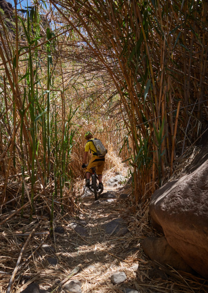 Marran i cyklingsbar bambudjungel