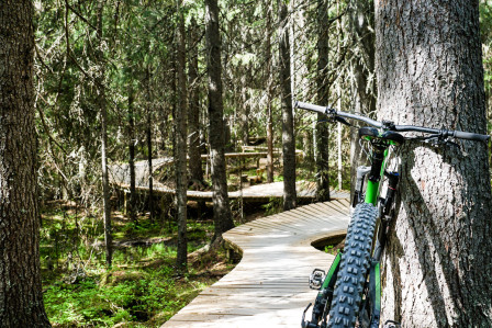 Lång träbrygga genom trollskogen. Lång träbrygga genom trollskogen.